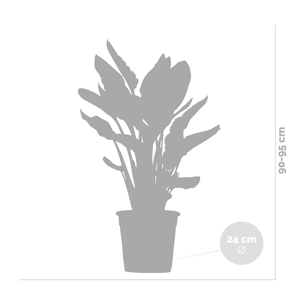 BLOOMIQUE - Strelitzia Reginae - Oiseau de paradis - Fleur de paradis - H. 80-100 cm - P. 24 cm - large