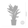 BLOOMIQUE - Strelitzia Reginae - Oiseau de paradis - Fleur de paradis - H. 80-100 cm - P. 24 cm - vignette