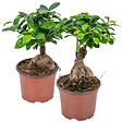 BLOOMIQUE - Lot de 2 - Ficus Ginseng - Bonsaï - Plantes d’intérieur - Dépolluante - H. 20-30 cm - P. 12 cm - vignette
