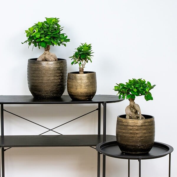 BLOOMIQUE - Lot de 2 - Ficus Ginseng - Bonsaï - Plantes d’intérieur - Dépolluante - H. 20-30 cm - P. 12 cm - large