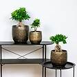 BLOOMIQUE - Lot de 2 - Ficus Ginseng - Bonsaï - Plantes d’intérieur - Dépolluante - H. 20-30 cm - P. 12 cm - vignette