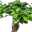 BLOOMIQUE - Lot de 2 - Ficus Ginseng - Bonsaï - Plantes d’intérieur - Dépolluante - H. 20-30 cm - P. 12 cm - vignette