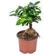 BLOOMIQUE - Ficus Ginseng - Bonsaï - Plantes d’intérieur - Dépolluante - H. 20-30 cm - P. 12 cm - vignette
