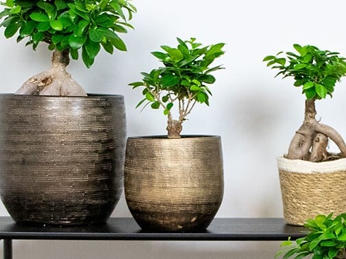 BLOOMIQUE - Ficus Ginseng - Bonsaï - Plantes d’intérieur - Dépolluante - H. 20-30 cm - P. 12 cm - large