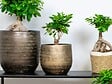 BLOOMIQUE - Ficus Ginseng - Bonsaï - Plantes d’intérieur - Dépolluante - H. 20-30 cm - P. 12 cm - vignette