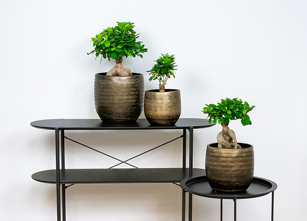 BLOOMIQUE - Ficus Ginseng - Bonsaï - Plantes d’intérieur - Dépolluante - H. 20-30 cm - P. 12 cm - large
