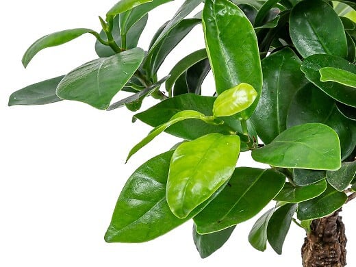 BLOOMIQUE - Ficus Ginseng - Bonsaï - Plantes d’intérieur - Dépolluante - H. 20-30 cm - P. 12 cm - large