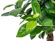 BLOOMIQUE - Ficus Ginseng - Bonsaï - Plantes d’intérieur - Dépolluante - H. 20-30 cm - P. 12 cm - vignette