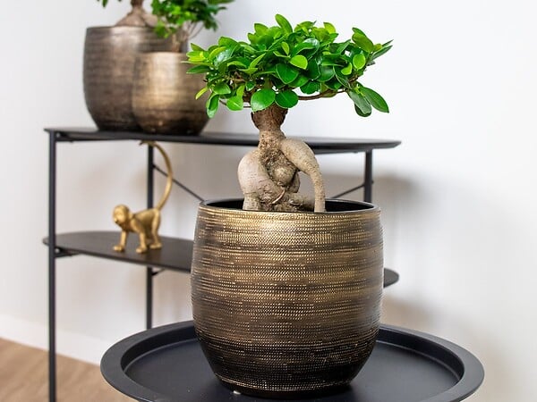 BLOOMIQUE - Ficus Ginseng - Bonsaï - Plantes d’intérieur - Dépolluante - H. 30-40 cm - P. 17 cm - large