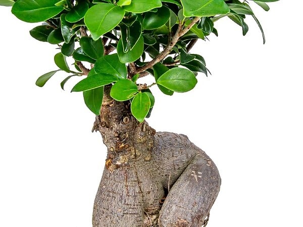 BLOOMIQUE - Ficus Ginseng - Bonsaï - Plantes d’intérieur - Dépolluante - H. 30-40 cm - P. 17 cm - large