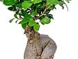 BLOOMIQUE - Ficus Ginseng - Bonsaï - Plantes d’intérieur - Dépolluante - H. 30-40 cm - P. 17 cm - vignette