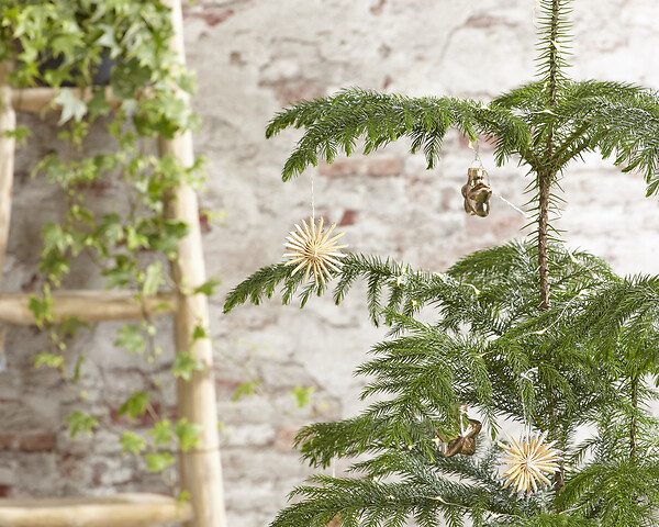 BLOOMIQUE - Araucaria Heterophylla - Araucaria de Norfolk - Plantes d’intérieur - H. 50-60 cm - P. 17 cm - large