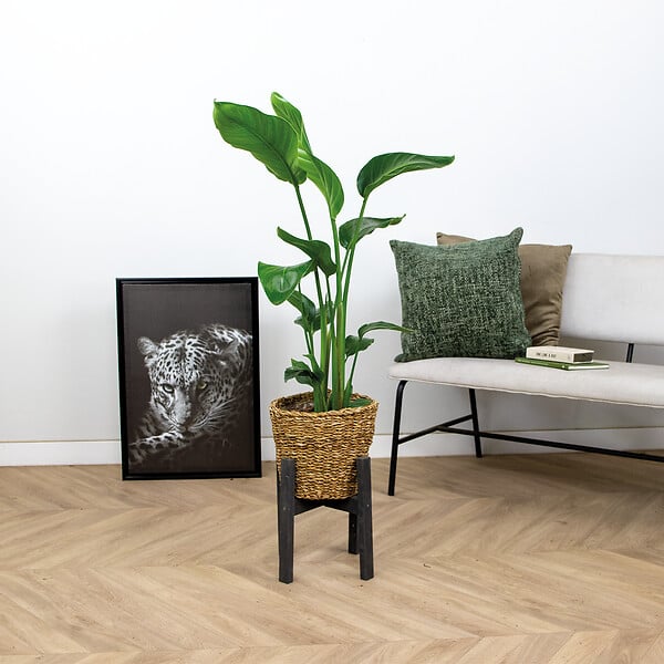 BLOOMIQUE - Strelitzia Nicolai - Oiseau de paradis - Plante d’intérieur - Dépolluante - H. 80-100 cm - large