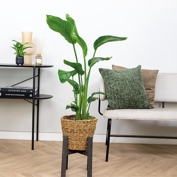 BLOOMIQUE - Strelitzia Nicolai - Oiseau de paradis - Plante d’intérieur - Dépolluante - H. 80-100 cm - large