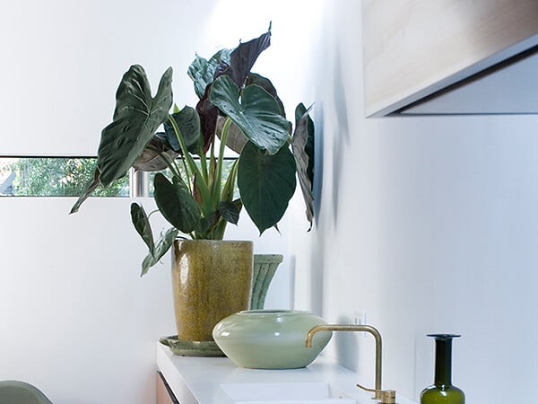 BLOOMIQUE - Alocasia Wentii - Oreille d’éléphant - Plantes d’intérieur - Hauteur 50-60 cm - Pot 19 cm - large