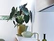 BLOOMIQUE - Alocasia Wentii - Oreille d’éléphant - Plantes d’intérieur - Hauteur 50-60 cm - Pot 19 cm - vignette