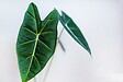BLOOMIQUE - Alocasia Wentii - Oreille d’éléphant - Plantes d’intérieur - Hauteur 50-60 cm - Pot 19 cm - vignette