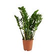 BLOOMIQUE - Zamioculcas Zamiifolia - Zamioculcas - Plante d’intérieur - Dépolluante - H. 70-90 cm - P. 21 cm - vignette