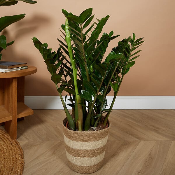 BLOOMIQUE - Zamioculcas Zamiifolia - Zamioculcas - Plante d’intérieur - Dépolluante - H. 70-90 cm - P. 21 cm - large