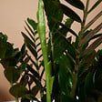 BLOOMIQUE - Zamioculcas Zamiifolia - Zamioculcas - Plante d’intérieur - Dépolluante - H. 70-90 cm - P. 21 cm - vignette