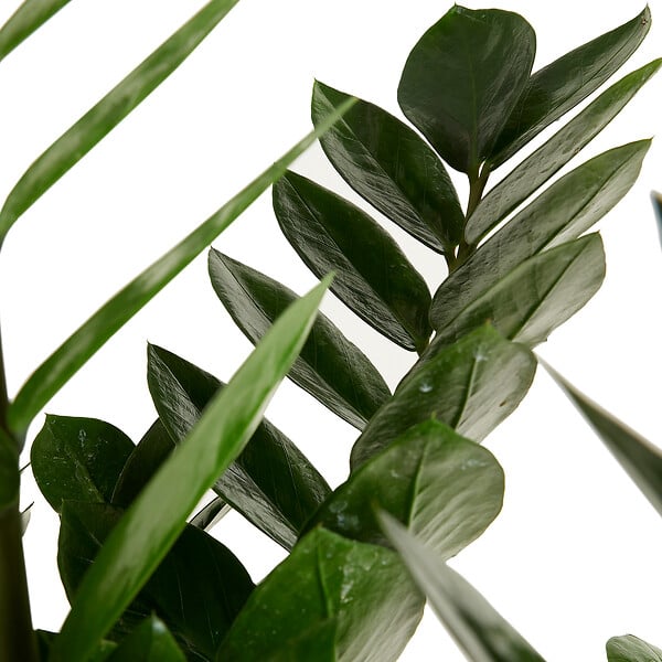 BLOOMIQUE - Zamioculcas Zamiifolia - Zamioculcas - Plante d’intérieur - Dépolluante - H. 70-90 cm - P. 21 cm - large