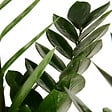 BLOOMIQUE - Zamioculcas Zamiifolia - Zamioculcas - Plante d’intérieur - Dépolluante - H. 70-90 cm - P. 21 cm - vignette