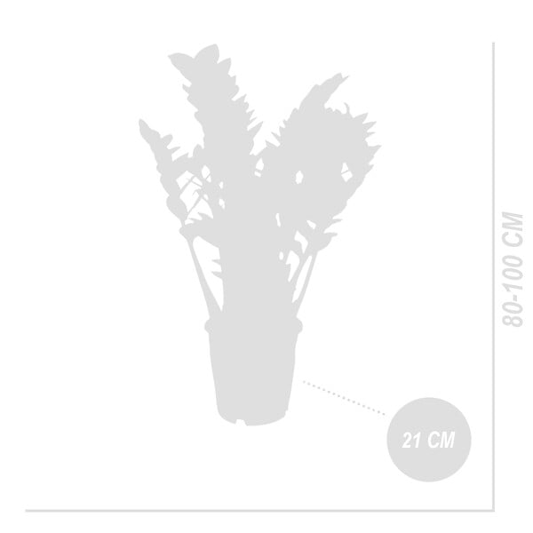 BLOOMIQUE - Zamioculcas Zamiifolia - Zamioculcas - Plante d’intérieur - Dépolluante - H. 70-90 cm - P. 21 cm - large