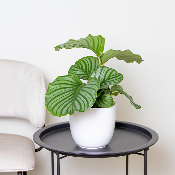 BLOOMIQUE - Lot de 2 - Calathea Orbifolia - Plante paon - Plante d’intérieur - H. 40-50 cm - P. 14 cm - large