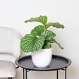 BLOOMIQUE - Lot de 2 - Calathea Orbifolia - Plante paon - Plante d’intérieur - H. 40-50 cm - P. 14 cm - vignette
