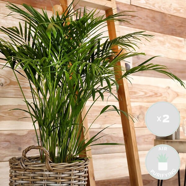 BLOOMIQUE - Lot de 2 - Dypsis & Chamaedorea - Palmiers d’intérieur - Dépolluants - H. 30-40 cm - P. 12 cm - large