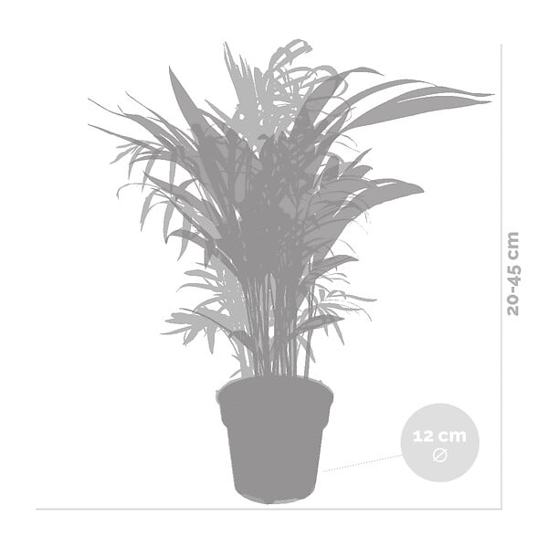 BLOOMIQUE - Lot de 2 - Dypsis & Chamaedorea - Palmiers d’intérieur - Dépolluants - H. 30-40 cm - P. 12 cm - large