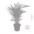 BLOOMIQUE - Lot de 2 - Dypsis & Chamaedorea - Palmiers d’intérieur - Dépolluants - H. 30-40 cm - P. 12 cm - vignette