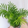 BLOOMIQUE - Lot de 2 - Dypsis & Chamaedorea - Palmiers d’intérieur - Dépolluants - H. 30-40 cm - P. 12 cm - vignette