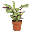 BLOOMIQUE - Ctenanthe 'Amagris' - par pièce - Plante d'intérieur - Pot 12 cm - Hauteur 10-20 cm - vignette