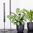 BLOOMIQUE - Ctenanthe 'Amagris' - par pièce - Plante d'intérieur - Pot 12 cm - Hauteur 10-20 cm - vignette