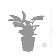 BLOOMIQUE - Ctenanthe 'Amagris' - par pièce - Plante d'intérieur - Pot 12 cm - Hauteur 10-20 cm - vignette