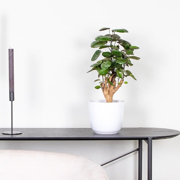 BLOOMIQUE - Polyscias Fabian - Aralia - Plante d’intérieur - Dépolluante - H. 50-60 cm - P. 17 cm - large