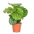 BLOOMIQUE - Calathea Orbifolia - Plante paon - Plante d’intérieur - Dépolluante - H. 40-50 cm - P. 14 cm - vignette