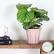 BLOOMIQUE - Calathea Orbifolia - Plante paon - Plante d’intérieur - Dépolluante - H. 40-50 cm - P. 14 cm - vignette