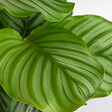 BLOOMIQUE - Calathea Orbifolia - Plante paon - Plante d’intérieur - Dépolluante - H. 40-50 cm - P. 14 cm - vignette