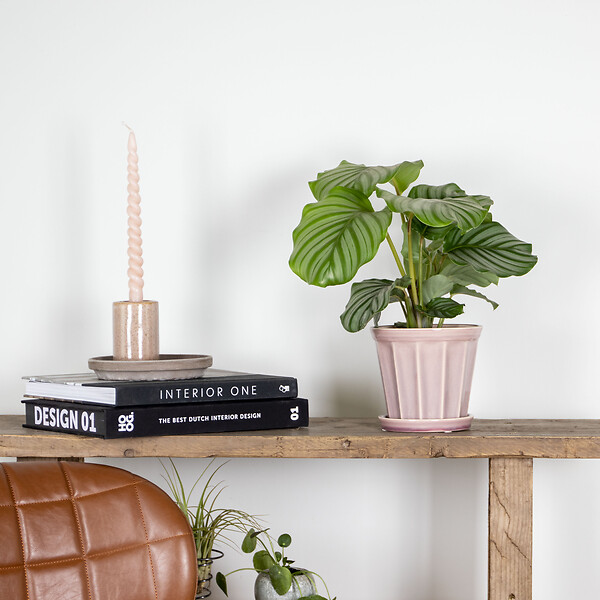 BLOOMIQUE - Calathea Orbifolia - Plante paon - Plante d’intérieur - Dépolluante - H. 40-50 cm - P. 14 cm - large
