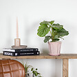 BLOOMIQUE - Calathea Orbifolia - Plante paon - Plante d’intérieur - Dépolluante - H. 40-50 cm - P. 14 cm - vignette