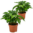 BLOOMIQUE - Lot de 2 - Coffea Arabica - Caféier - Plante d’intérieur - Dépolluante - H. 20-30 cm - P. 12 cm - vignette