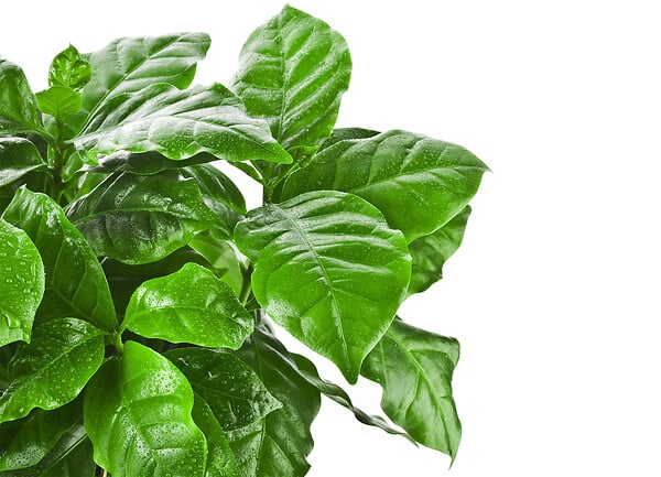 BLOOMIQUE - Lot de 2 - Coffea Arabica - Caféier - Plante d’intérieur - Dépolluante - H. 20-30 cm - P. 12 cm - large