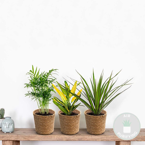 BLOOMIQUE - Lot de 3 - Mélange de plantes tropicales d’intérieur avec panier en jonc de mer luxe - Dépolluantes - large