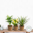 BLOOMIQUE - Lot de 3 - Mélange de plantes tropicales d’intérieur avec panier en jonc de mer luxe - Dépolluantes - vignette