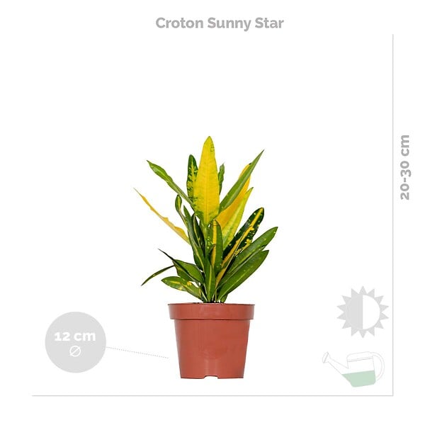 BLOOMIQUE - Lot de 3 - Mélange de plantes tropicales d’intérieur avec panier en jonc de mer luxe - Dépolluantes - large