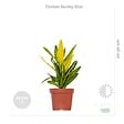 BLOOMIQUE - Lot de 3 - Mélange de plantes tropicales d’intérieur avec panier en jonc de mer luxe - Dépolluantes - vignette