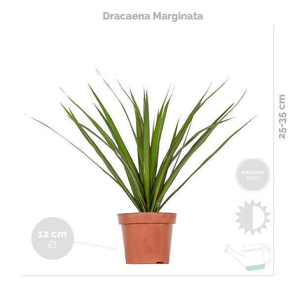 BLOOMIQUE - Lot de 3 - Mélange de plantes tropicales d’intérieur avec panier en jonc de mer luxe - Dépolluantes - large