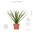 BLOOMIQUE - Lot de 3 - Mélange de plantes tropicales d’intérieur avec panier en jonc de mer luxe - Dépolluantes - vignette
